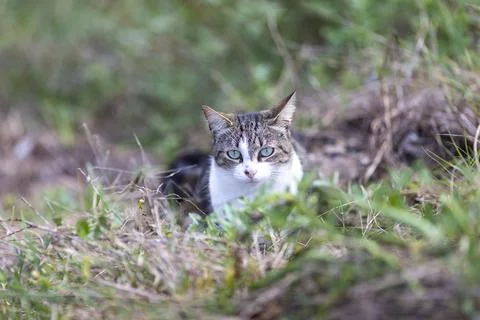 Young cat with tiger pattern fur on a green grass Stock Photos