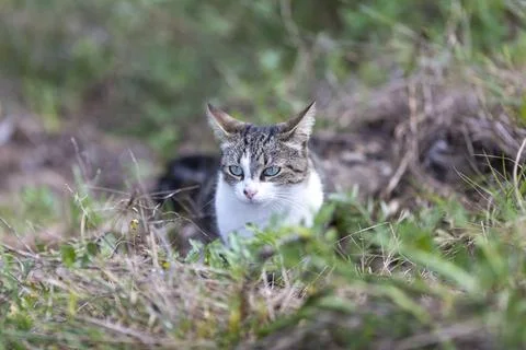 Young cat with tiger pattern fur on a green grass Stock Photos