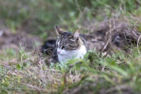 Young cat with tiger pattern fur on a green grass Stock Photos