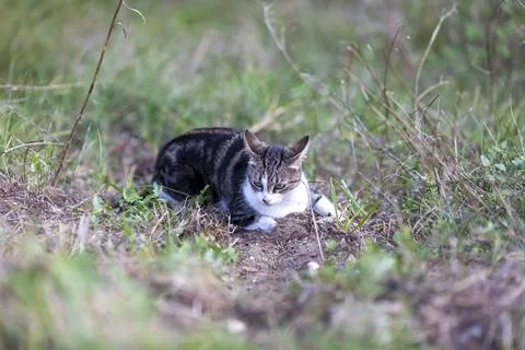 Young cat with tiger pattern fur on a green grass Stock Photos