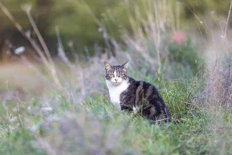 Young cat with tiger pattern fur on a green grass Foto stock