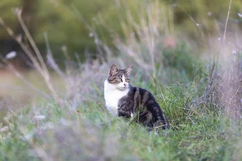 Young cat with tiger pattern fur on a green grass Stock Photos
