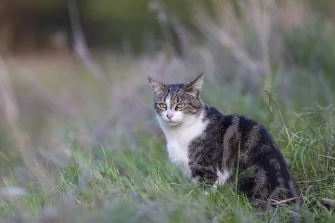 Young cat with tiger pattern fur on a green grass Stock Photos
