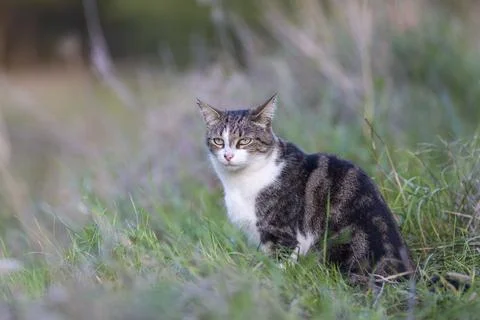 Young cat with tiger pattern fur on a green grass Stock Photos