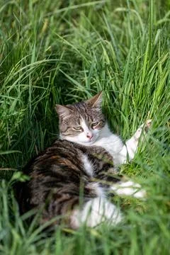 Young cat with tiger pattern fur on a green grass Stock Photos
