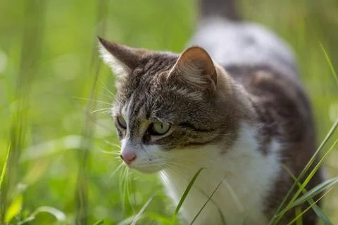 Young cat with tiger pattern fur on a green grass Stock Photos