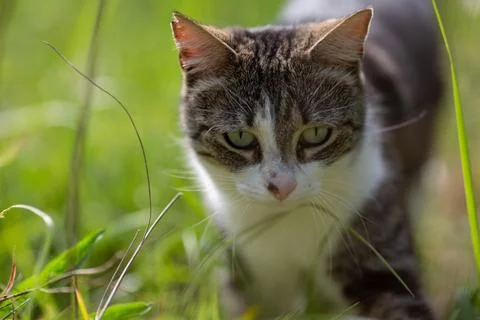 Young cat with tiger pattern fur on a green grass Stock Photos