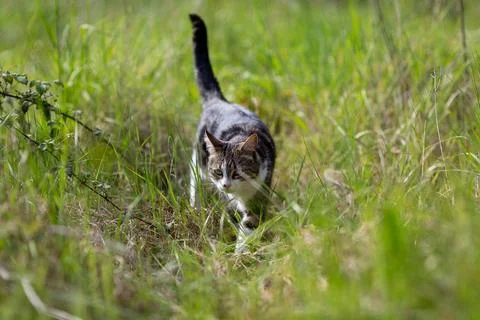 Young cat with tiger pattern fur on a green grass Stock Photos