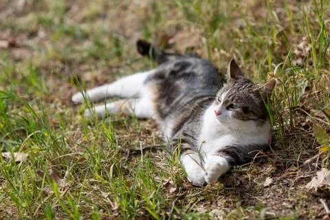 Young cat with tiger pattern fur on a green grass Stock Photos