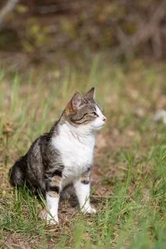 Young cat with tiger pattern fur on a green grass Stock Photos