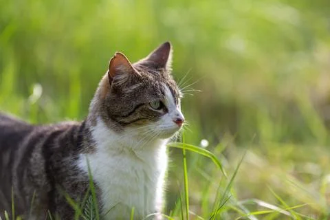 Young cat with tiger pattern fur on a green grass Stock Photos