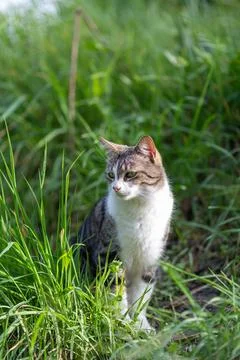 Young cat with tiger pattern fur on a green grass Stock Photos