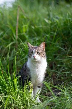 Young cat with tiger pattern fur on a green grass Stock Photos
