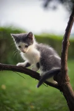 Young cat on a tree branch 스톡 사진