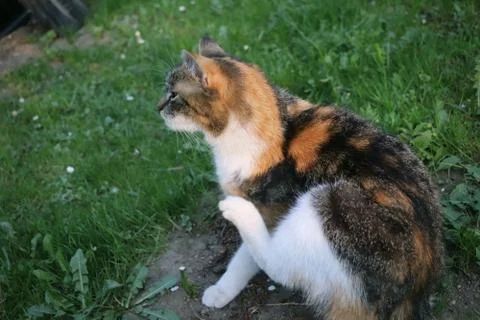A young cat trying get fleas from fur Stock Photos