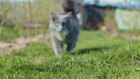 Young cat walking Stock Footage 130293599