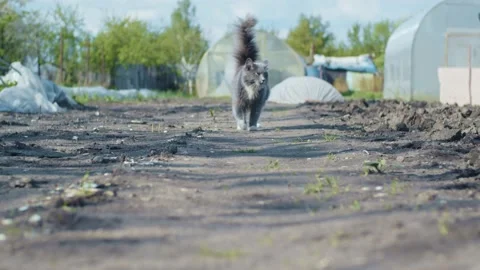 Young cat walking Stock Footage 130294685