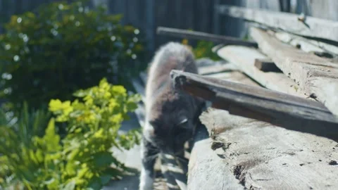 Young cat walking Stock Footage 130294817