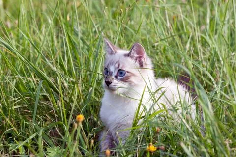 Young cat walking on grass. Stock Photos