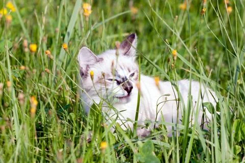 Young cat walking on grass. Stock Photos