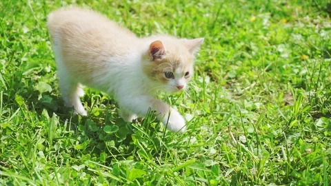 Young cat walking in the yard on a summer day Stock Footage 108784797