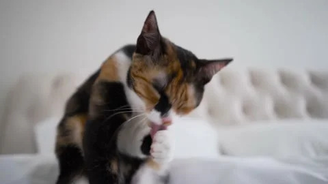 A young cat washes her face, licks her paw before going to bed. Video stock 219492839