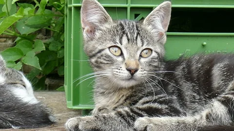 This young cat is watching me Stock Footage 53474785
