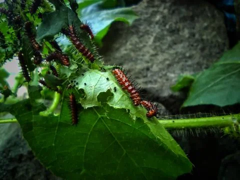 Young caterpillar Stock Photos