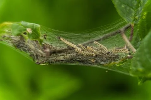 Young caterpillars appeared on the tree in the web. Stock Photos