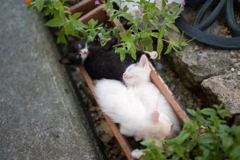 Young cats 스톡 사진