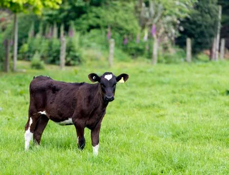 Young cattle Stock Photos