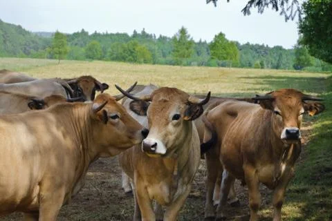 Young cattle Stock Photos