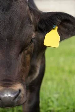 Young cattle Stock Photos