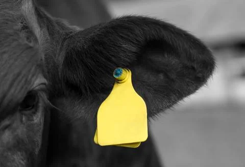 Young cattle Stock Photos