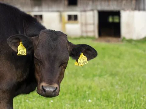 Young cattle Stock Photos