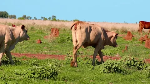Young Cattle Walk Past to Graze in Green Pasture Stock Footage 295035406