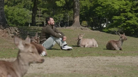 Young caucasian man sitting in between resting deer in a park on a sunny summer Stock Footage 326294835