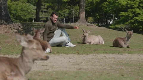 Young caucasian man sitting down in between resting deer in a park on a sunny Stock Footage 326301143
