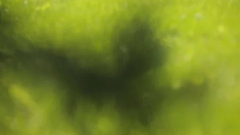 Young caucasian model posing and smiling girl making a tender floral composition Stock Footage 83570061