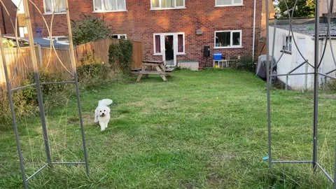 A young cavapoo dog has the zoomies before toileting in a garden Stock Footage 208949747