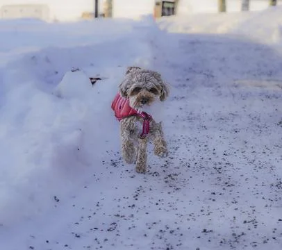 Young Cavapoo dog playing in the snow with a red cover in Ludvika City, Sweden Stock Photos
