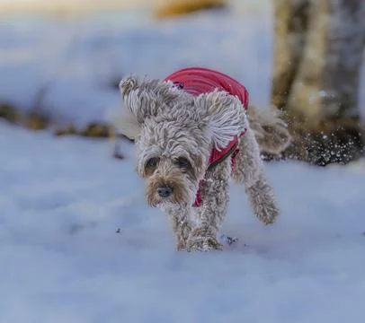 Young Cavapoo dog playing in the snow with a red cover in Ludvika City, Sweden Stock Photos
