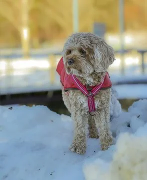 Young Cavapoo dog playing in the snow with a red cover in Ludvika City, Sweden Stock-Fotos