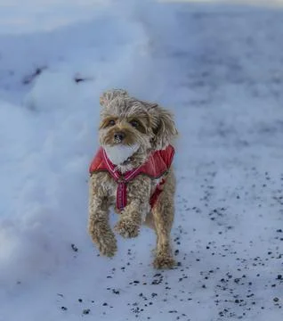 Young Cavapoo dog playing in the snow with a red cover in Ludvika City, Sweden Stock Photos