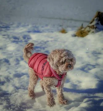 Young Cavapoo dog playing in the snow with a red cover in Ludvika City, Sweden 스톡 사진