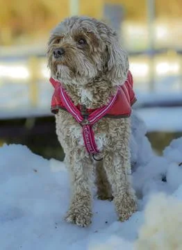 Young Cavapoo dog playing in the snow with a red cover in Ludvika City, Sweden Stock Photos