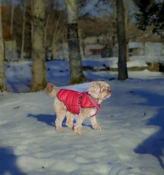 Young Cavapoo dog playing in the snow with a red cover in Ludvika City, Sweden Stock Photos