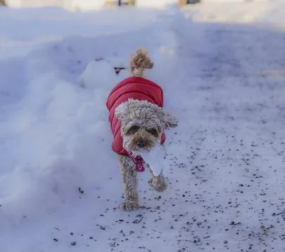 Young Cavapoo dog playing in the snow with a red cover in Ludvika City, Sweden 写真素材