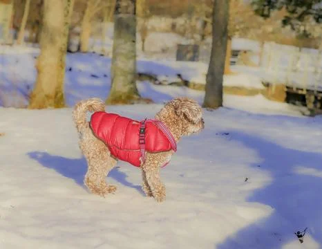 Young Cavapoo dog playing in the snow with a red cover in Ludvika City, Sweden Stock Photos