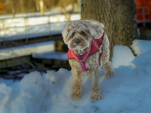 Young Cavapoo dog playing in the snow with a red cover in Ludvika City, Sweden Stock Photos